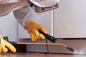 Messie Schädlingsbekämpfung Delmenhorst